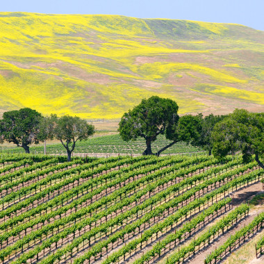 wine tour santa barbara